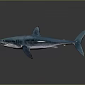 Realistic Blue Shark With Sharp Teeth And Fins On Smooth Display Surface 3d model