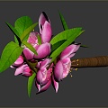 Cherry Blossom Cartoon Cherry Blossom Animation Cherry Blossom Plum Blossom Life Supplies 3d model