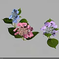 Beautiful Hydrangea Flowers with Blue Pink and Purple Blooms Green Leaves on Dark Background