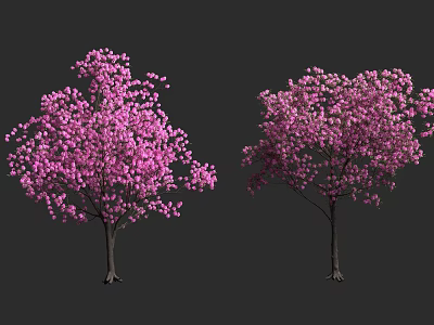 Two Arbor Trees Blooming With Pink Flowers Against Dark Background 3d model