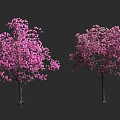 Two Arbor Trees Blooming With Pink Flowers Against Dark Background