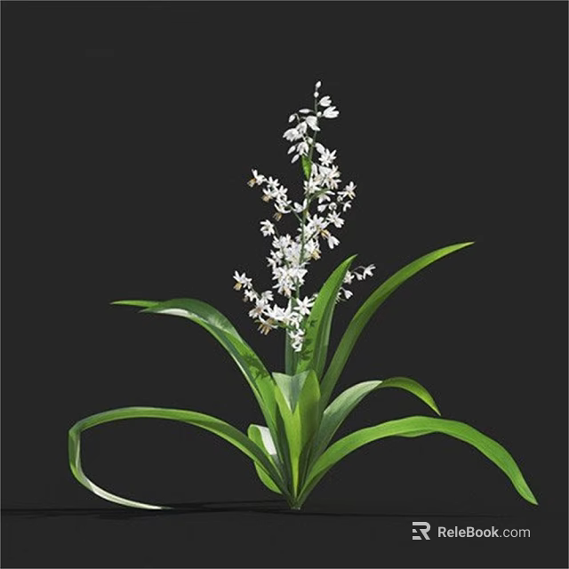 Green Long Leaf Plant With White Small Flowers Against Black Background 3d model 