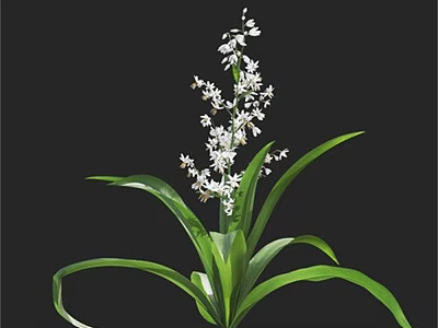 Green Long Leaf Plant With White Small Flowers Against Black Background 3d model