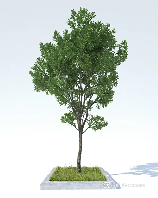 Tall Arbor With Lush Green Foliage And Strong Brown Trunk In Natural Scene 3d model 