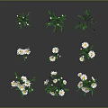 Multiple Daisies With White Petals Yellow Centers And Green Stems On Dark Background