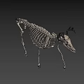 Deer Skeleton Display Showing Detailed Bone Structure And Natural Stance 3d model