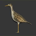 Realistic Standing Bird With Yellow Beak Yellow Legs And Brown White Feathers On Dark Background