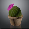 Vibrant Green Round Cactus with Pink Flower in Decorative Brown Terracotta Pot