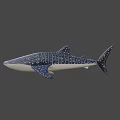 Spotted Black and White Whale Shark Game and Movie Character Marine Creature Design