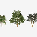 Diverse Arbor Tree Types with Palm Broad and Coniferous Lush Foliage