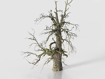Leafless Tree With Twisted Branches Thick Trunk And Mossy Texture On White Background 3d model