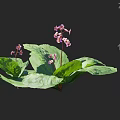 Vibrant Garden Flowers With Green Leaves And Pink Blooms For Landscaping