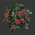 Potted Rose Plant With Red Roses Green Leaves Brown Trunk Pink Base On Gray Background