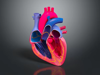 Detailed Human Heart Anatomical 3D Model with Colorful Ventricles Atria and Blood Vessels 3d model
