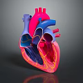 Detailed Human Heart Anatomical 3D Model with Colorful Ventricles Atria and Blood Vessels