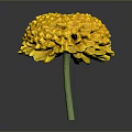 Vibrant Yellow Marigold Flower With Layered Petals And Green Stem On Dark Background