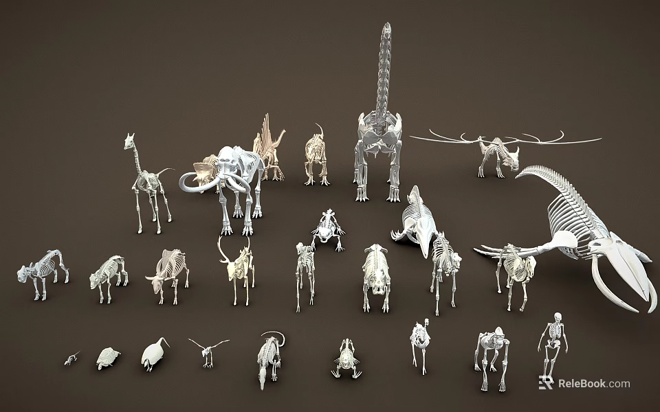 Various Animal Skeleton Models Including Giraffe Elephant Dinosaur And Bird 3d model
