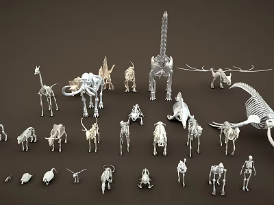 Various Animal Skeleton Models Including Giraffe Elephant Dinosaur And Bird 3d model