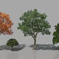 Diverse Arbor Trees With Autumn Orange Red Leaves And Lush Green Foliage In Landscape