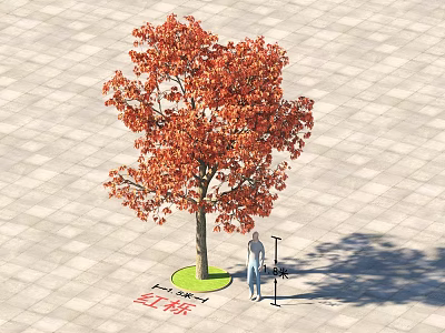Red Leaf Bombax Ceiba Arbor In Paved Square With Person Standing Nearby 3d model