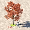 Red Leaf Bombax Ceiba Arbor In Paved Square With Person Standing Nearby