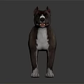 Brown and White Dog Standing on Dark Reflective Surface with Alert Expression 3d model