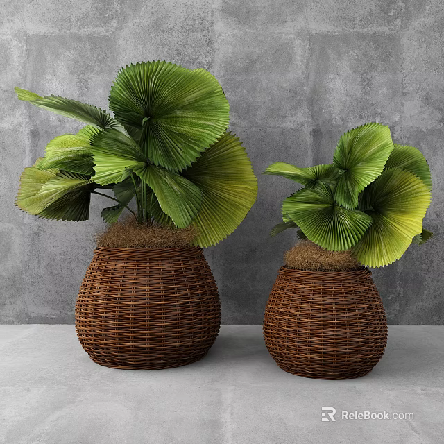 Decorative Bonsai Plants in Woven Wicker Planters with Fan Shaped Leaves and Gray Wall Background 3d model 