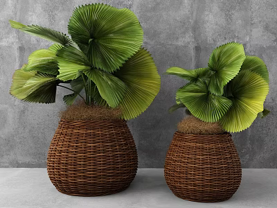 Decorative Bonsai Plants in Woven Wicker Planters with Fan Shaped Leaves and Gray Wall Background 3d model