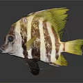 Vibrant Striped Fish With Yellow Fins Blue Eyes And Colorful Scales