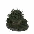 Vibrant Green Shrubs With Lush Foliage And Rounded Canopy In Garden Landscape Design