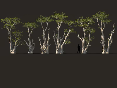 Shrubs With Slender Trunks And Green Leaves In Row Against Dark Background With Person Silhouette 3d model