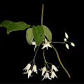 Plant Displaying Green Leaves and Hanging White Flowers Against Black Background