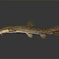 Spotted Freshwater Fish With Slender Body Whiskers And Gray Background Reflection