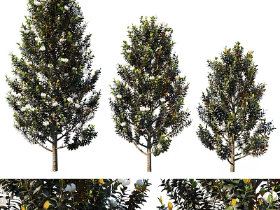 tree magnolia plant 3d model
