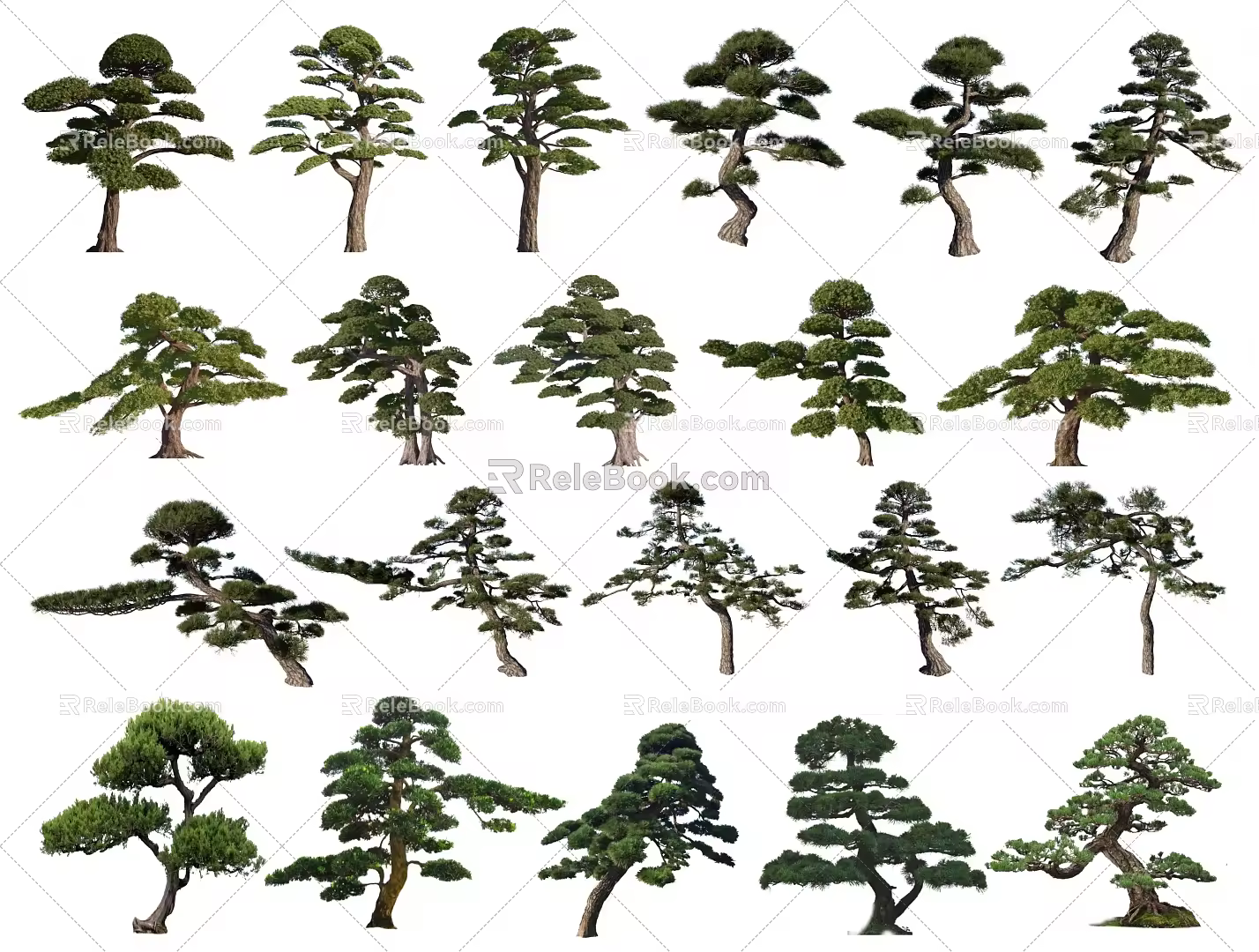 2D Black Pine Modeling Pine Pohan Pine Pine Tree Yingke Pine Pinus tabulaeformis Modeling Tree Landscape Tree Trees Shrub Plants 3d model