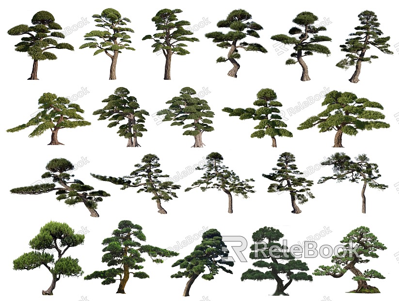 2D Black Pine Modeling Pine Pohan Pine Pine Tree Yingke Pine Pinus tabulaeformis Modeling Tree Landscape Tree Trees Shrub Plants model