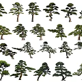 2D Black Pine Modeling Pine Pohan Pine Pine Tree Yingke Pine Pinus tabulaeformis Modeling Tree Landscape Tree Trees Shrub Plants 3d model
