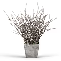 Bonsai Potted Plant in Metal Bucket with White Fluffy Buds and New Shoots