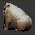 Chubby Brown And White Bulldog With Wrinkled Skin On Dark Smooth Surface