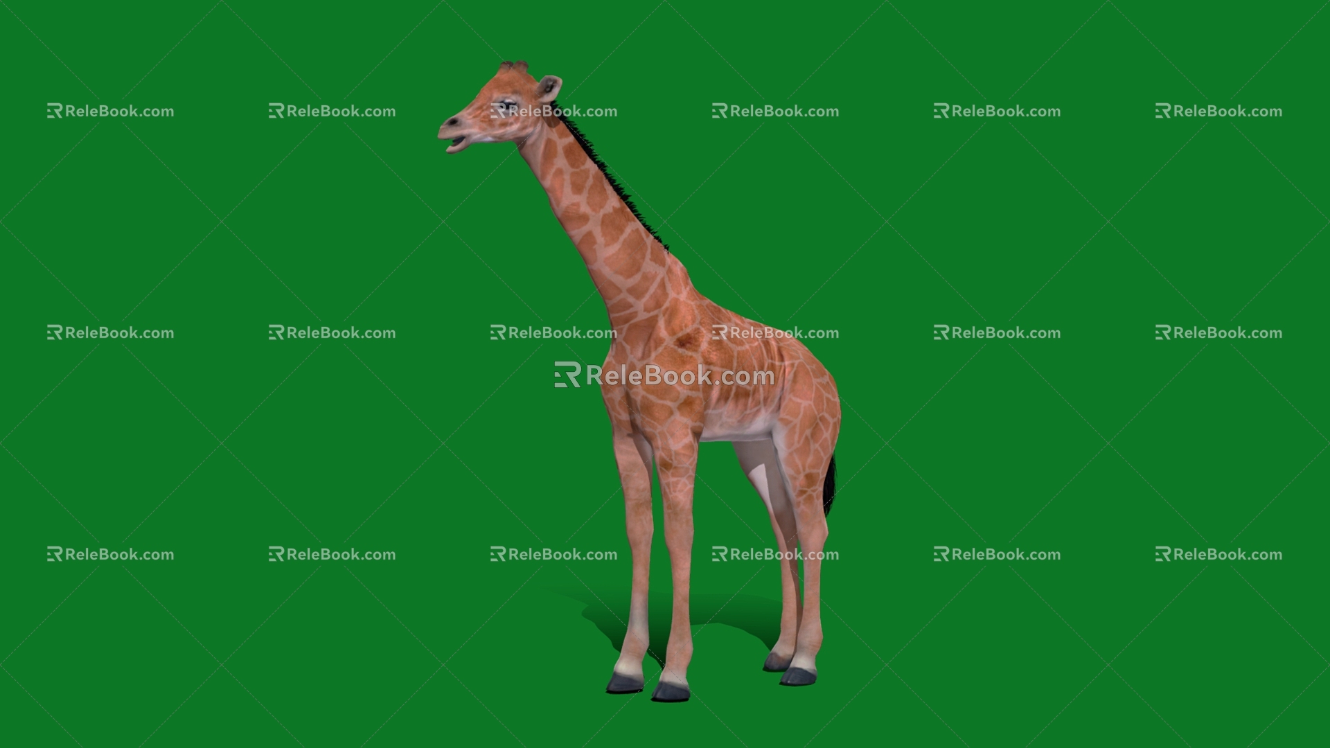 Young giraffe cub giraffe 3d model