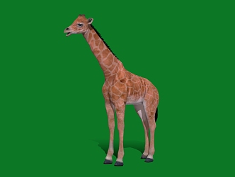 Young giraffe cub giraffe 3d model