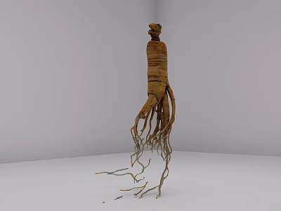 Ginseng Root With Long Fibrous Roots And Brown Skin In Studio Setting 3d model