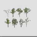 Diverse Arbor Tree Collection Featuring Various Leaf Shapes and Trunk Structures 3d model