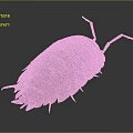 Pill Bug With Segmented Brown Exoskeleton Long Antennae And Multiple Legs On Dark Background
