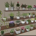 Various Succulent Plants In Different Pots Arranged On Wooden Shelves For Indoor Greenery