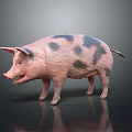 Spotted Pig With Black Spots Standing On Gray Background 3d model
