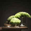 Green Bonsai Plants In Brown Container With White Decorative Rocks And Dark Background