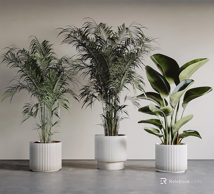 Indoor Potted Plants Different Types With Lush Leaves And Various Shapes In White Pots 3d model 