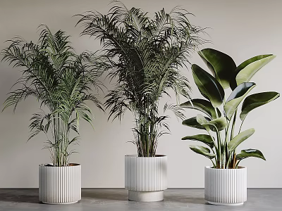 Indoor Potted Plants Different Types With Lush Leaves And Various Shapes In White Pots 3d model