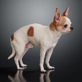 Cute White And Brown Spotted Chihuahua Standing On Shiny Dark Surface 3d model